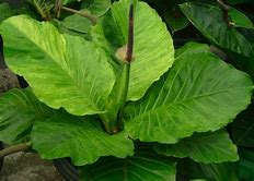 Anthurium bonplandii ssp. Guayanum 'Cobra'