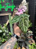Anthurium crystallinum