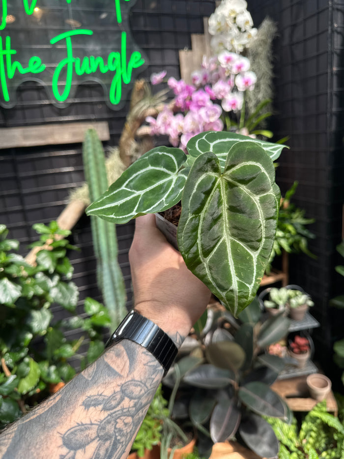 Anthurium crystallinum