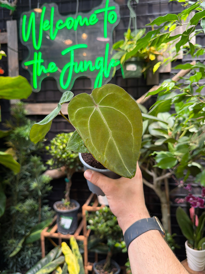 Anthurium Forgetii