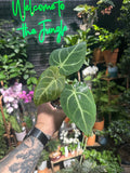 Anthurium Magnificum
