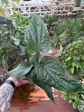 Anthurium Radicans