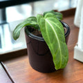 Anthurium Villenaorum