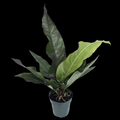 Anthurium Water Dragon