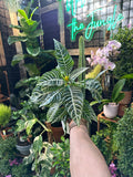 Aphelandra Dania "Zebra Plant"