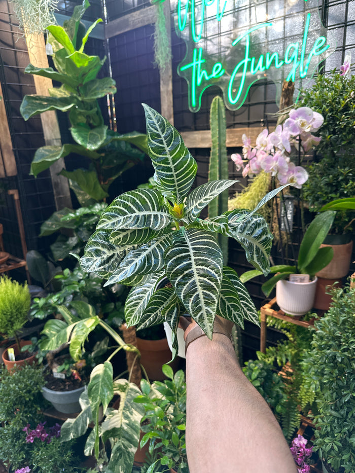 Aphelandra Dania "Zebra Plant"