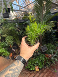 Asparagus Fern Sprengeri