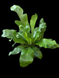Asplenium Nidus (Birds-nest Fern)
