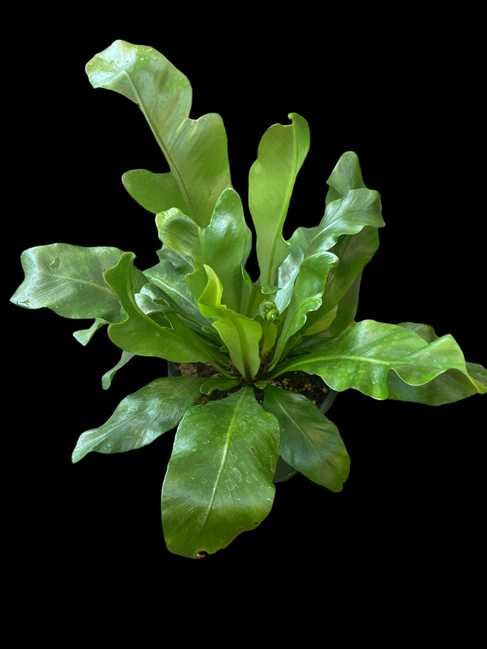 Asplenium Nidus (Birds-nest Fern)