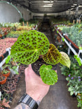 Begonia ferox