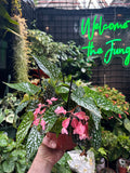 Begonia Maculata Double Dot