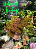 Begonia Rex 'Amber Love’
