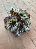 Begonia Rex ‘Fireworks’