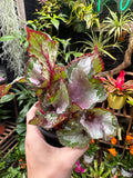 Begonia Rex ‘Flamenco'