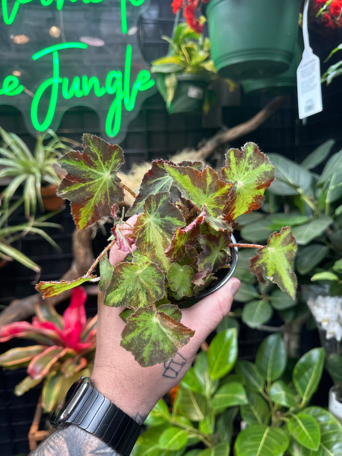 Begonia Rex ‘Golden Hour'