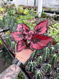 Begonia Rex 'Harmony's Red Robin'