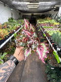Begonia Rex 'Harmony's Red Star'