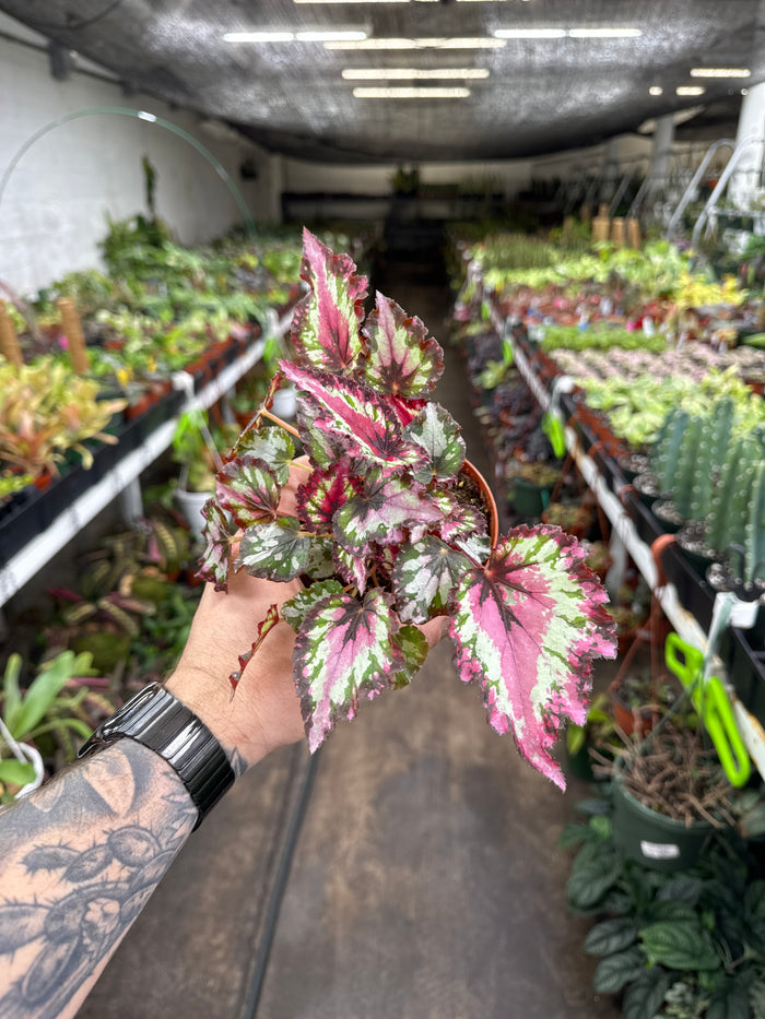 Begonia Rex 'Harmony's Red Star'