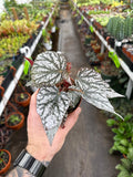 Begonia Rex 'Jolly Silver'