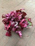 Begonia Rex ‘Jurassic Heartbeat’