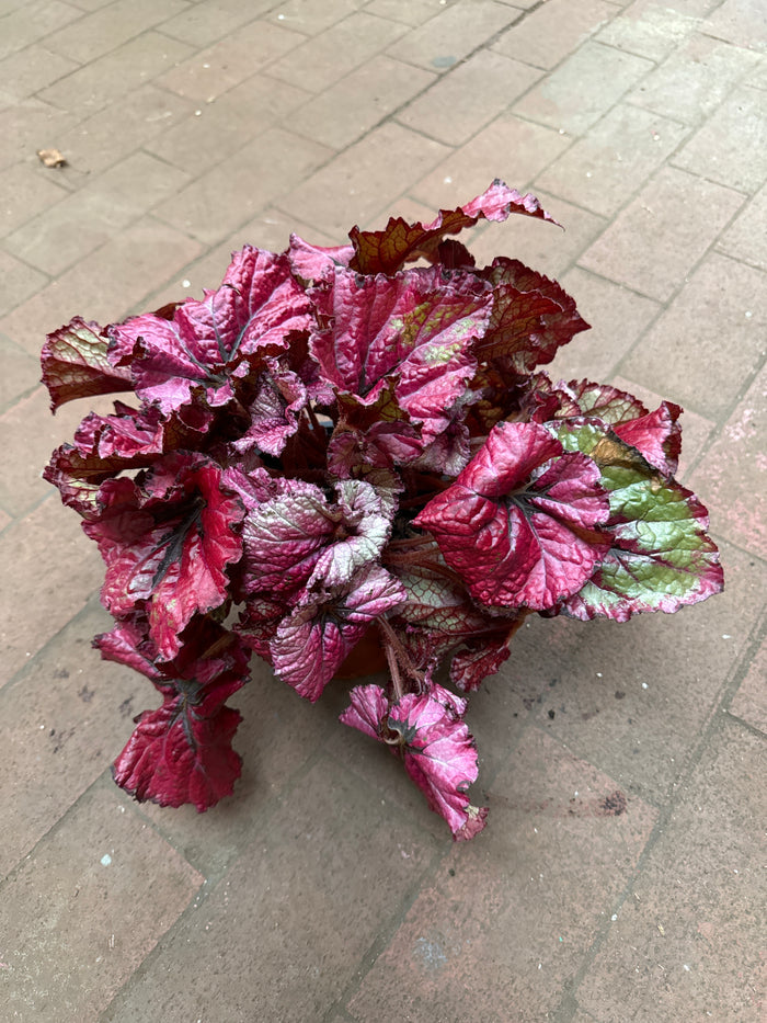 Begonia Rex ‘Jurassic Heartbeat’