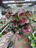 Begonia Rex ‘Paso Doble’