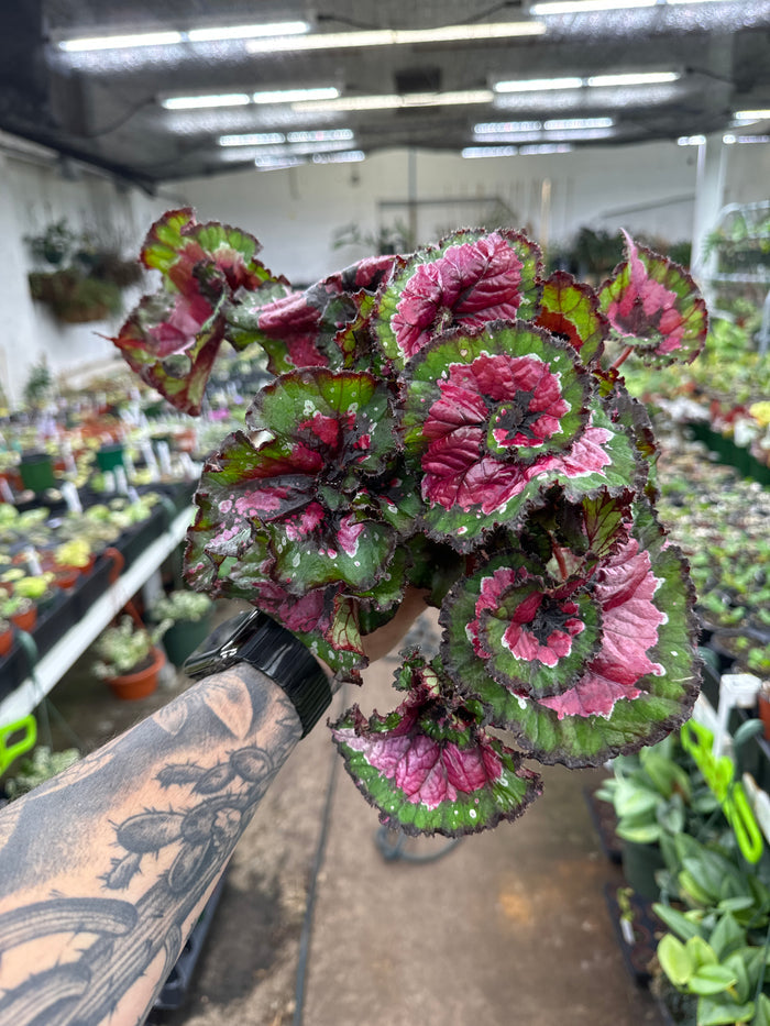 Begonia Rex ‘Paso Doble’