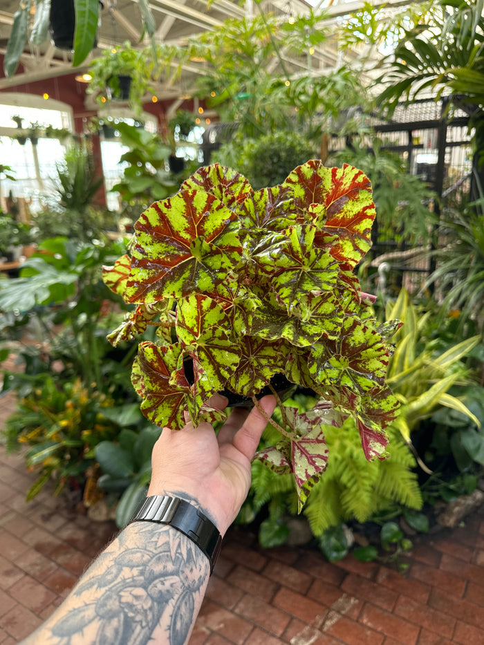 Begonia Rex 'Zumba'