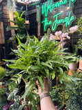 Birds Nest Fern 'Leslie'