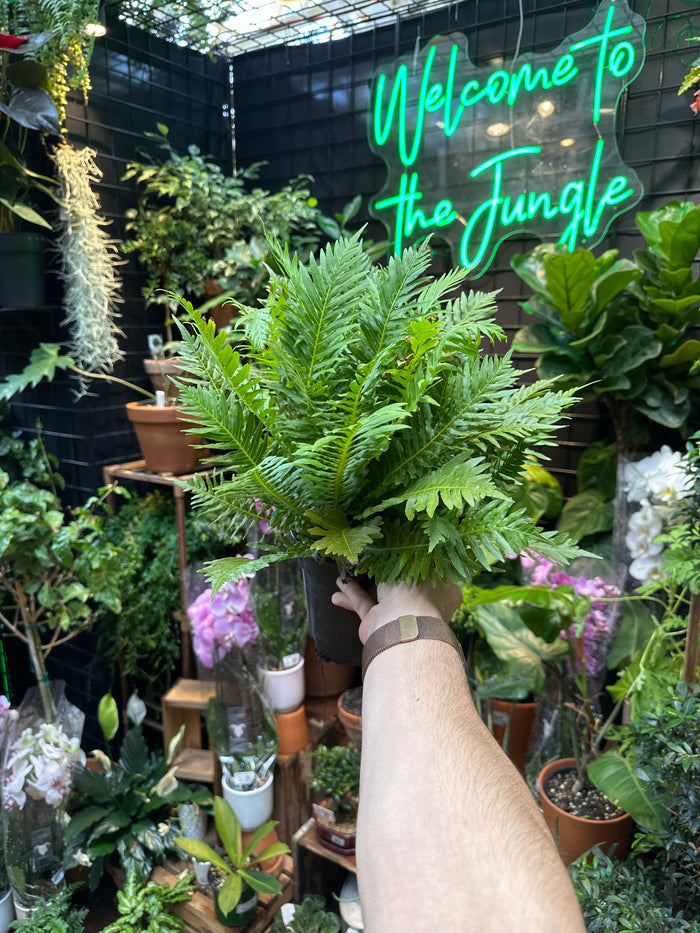 Blechnum gibbum 'Silver Lady Tree Fern'