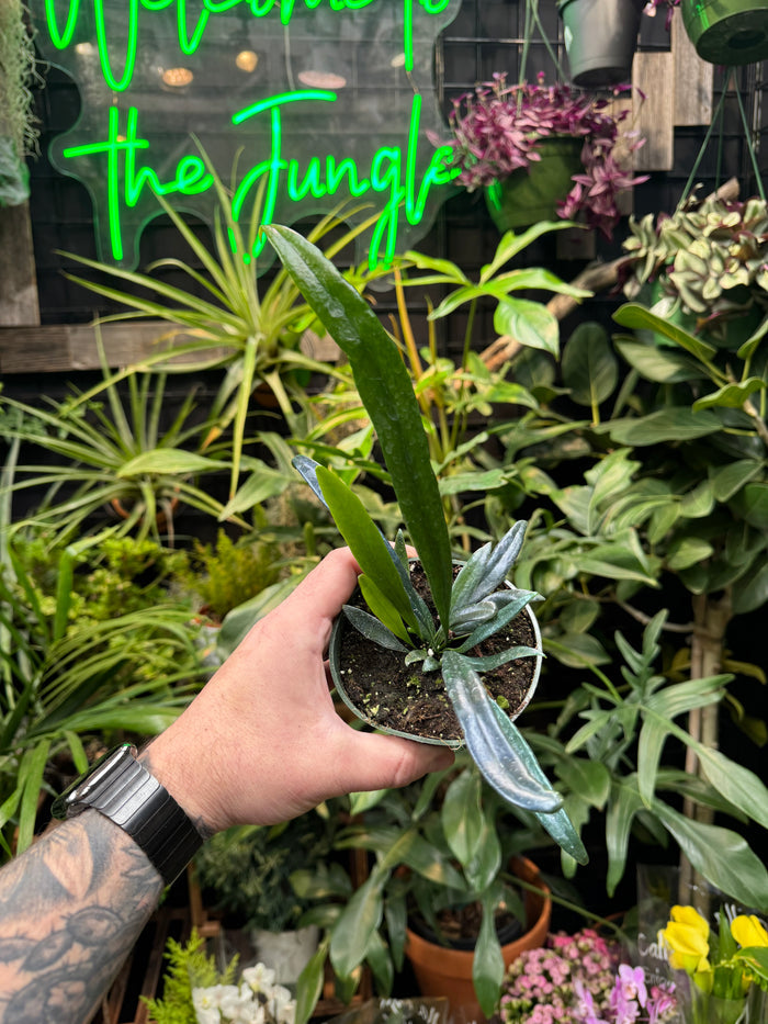 Blue Oil Fern (Microsorum Thailandicum)
