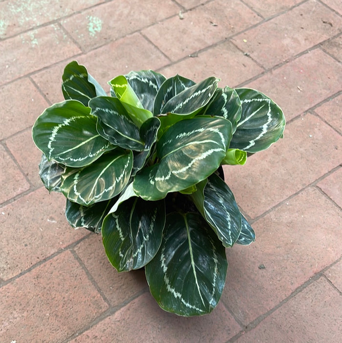 Calathea 'Green Beauty'