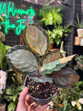 Calathea Roseopicta 'Northern Lights’