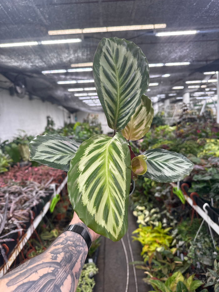 Calathea roseopicta 'Peacock'
