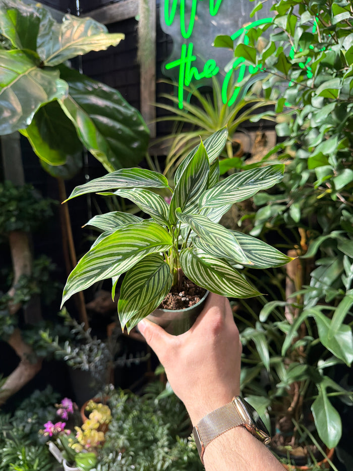 Calathea 'Vittata'