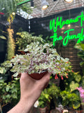 Callisia 'Pink Lady'