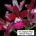 Cattlianthe (Ctt.) Sagarik Wax 'African Beauty'