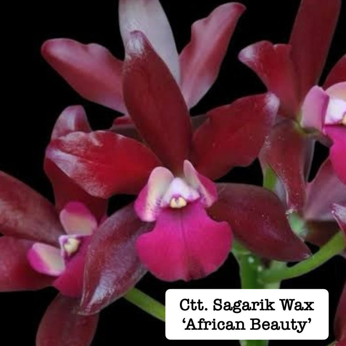 Cattlianthe (Ctt.) Sagarik Wax 'African Beauty'