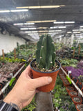 Cereus jamacaru "Cuddly Cactus"