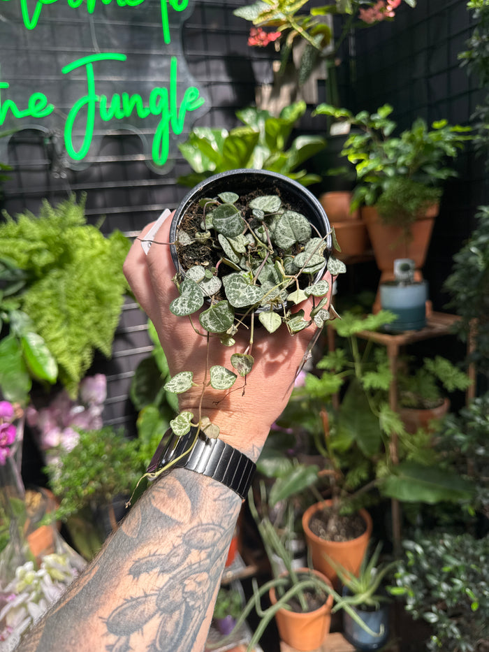 Ceropegia woodii "String of Hearts"