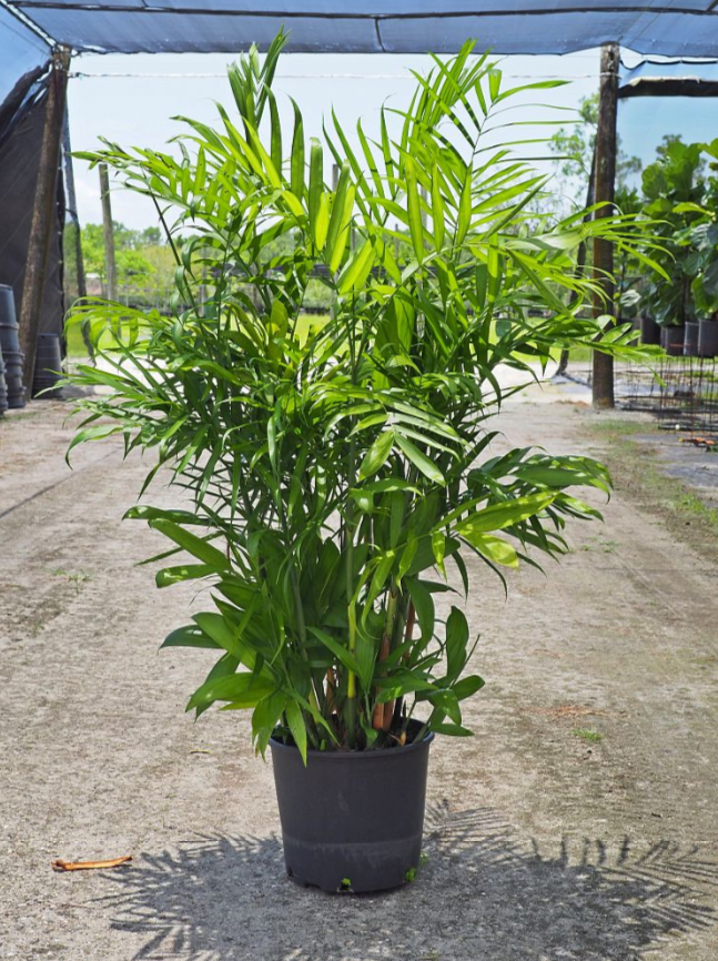 Chamaedorea "Florida Hybrid"