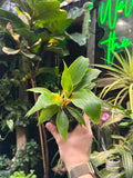 Chlorophytum 'Mandarin Spider Plant'