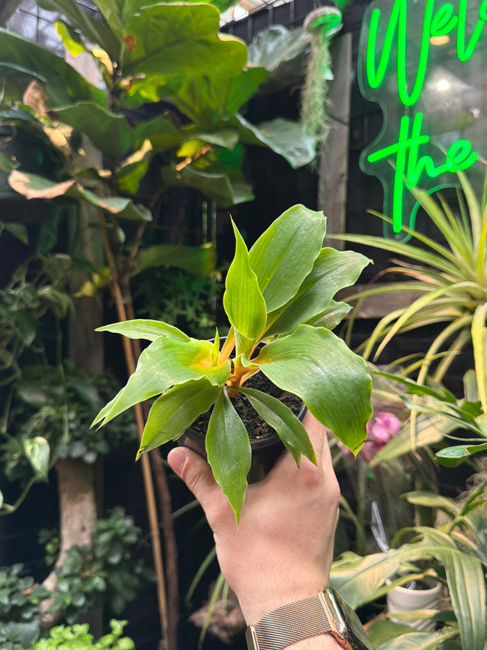 Chlorophytum 'Mandarin Spider Plant'