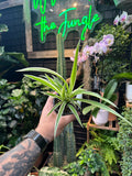 Chlorophytum Spider Plant