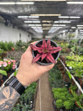 Cryptanthus 'Red Star'