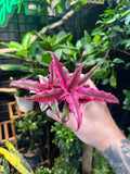 Cryptanthus 'Rubin Star'