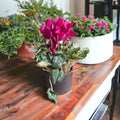 Cyclamen