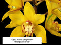 Cymbidium Milton Carpenter 'Everglades Gold'