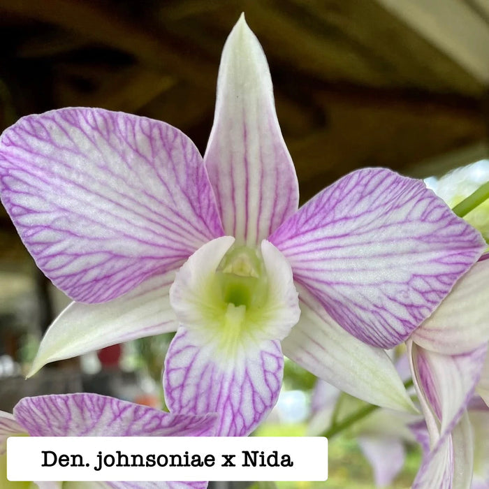 Dendrobium johnsoniae x 'Nida'