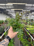 Didymochlaena Truncatula (Mahogany Fern)